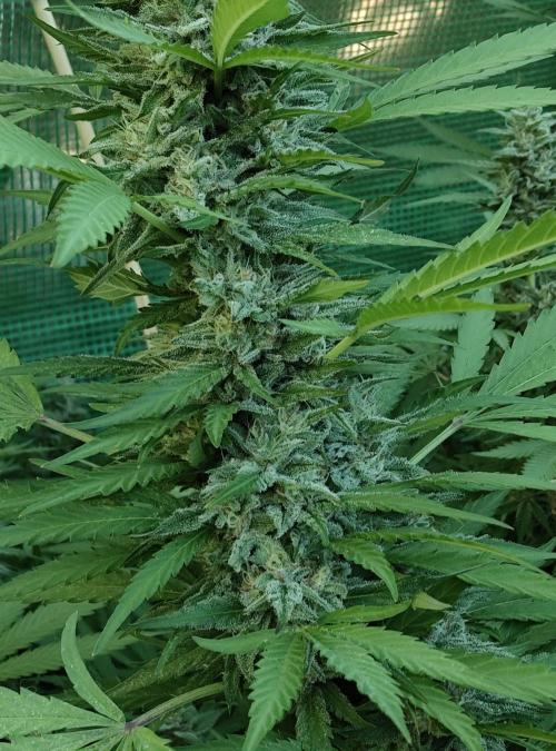 Delicious seeds ER/SP/BB/G. Week 24 - Eleven Roses 
11 octobre 