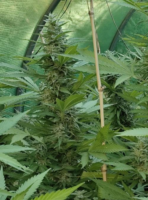 Delicious seeds ER/SP/BB/G. Week 24 - Eleven Roses 
11 octobre 