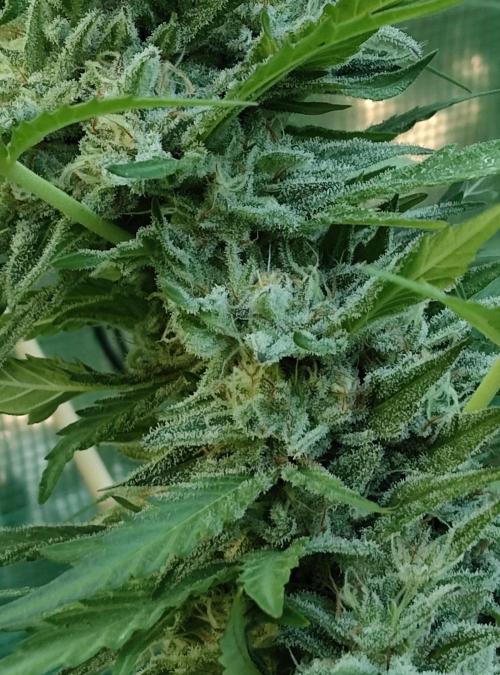 Delicious seeds ER/SP/BB/G. Week 24 - Eleven Roses 
11 octobre 