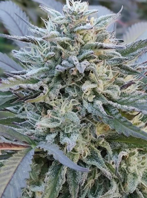 Delicious seeds ER/SP/BB/G. Week 24 - Bay Burger 
11 octobre 