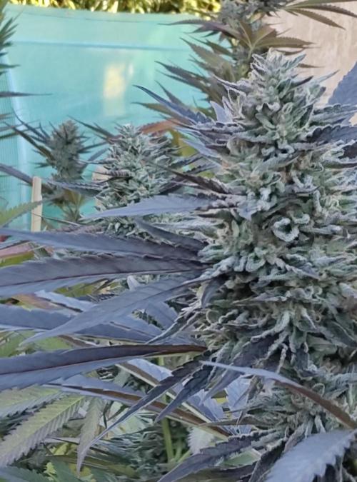 Delicious seeds ER/SP/BB/G. Week 24 - Bay Burger 
11 octobre 