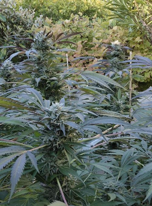 Delicious seeds ER/SP/BB/G. Week 24 - Bay Burger 
11 octobre 