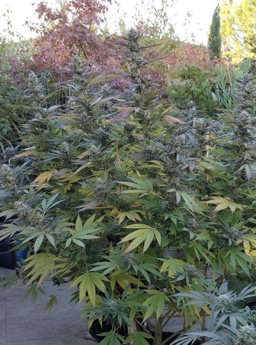 Delicious seeds ER/SP/BB/G. Week 24 - Sunday Punch 
11 octobre 