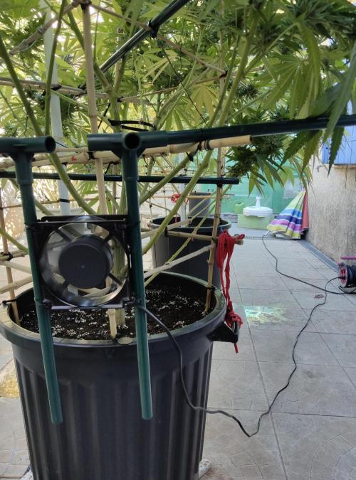 Delicious seeds ER/SP/BB/G. Week 24 - Ventilo sous la 
Canopée 