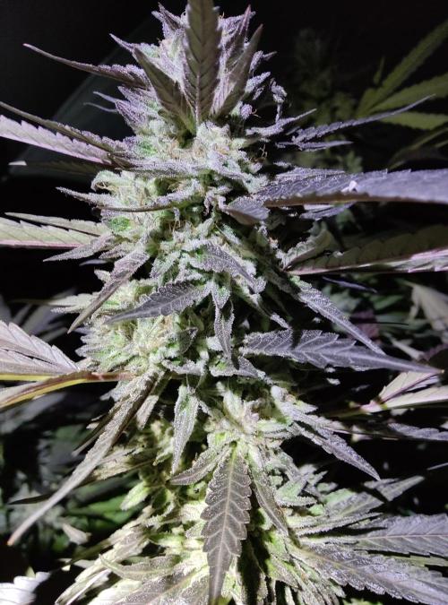 Delicious seeds ER/SP/BB/G. Week 24 - Sunday Punch 
11 octobre 