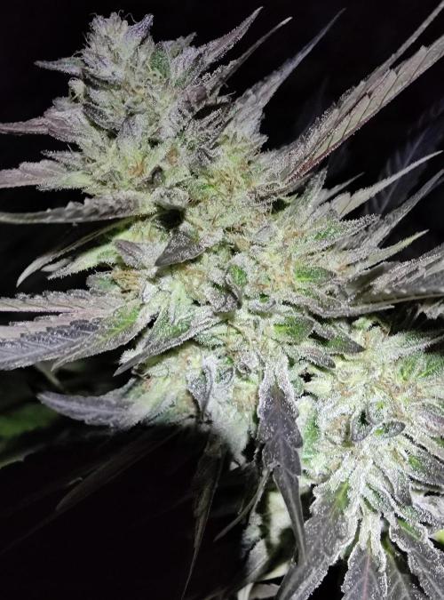 Delicious seeds ER/SP/BB/G. Week 24 - Sunday Punch 11
Octobre 