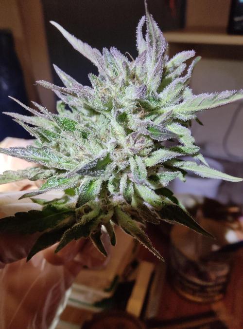 Delicious seeds ER/SP/BB/G. Week 24 - Sunday Punch 
11 octobre 