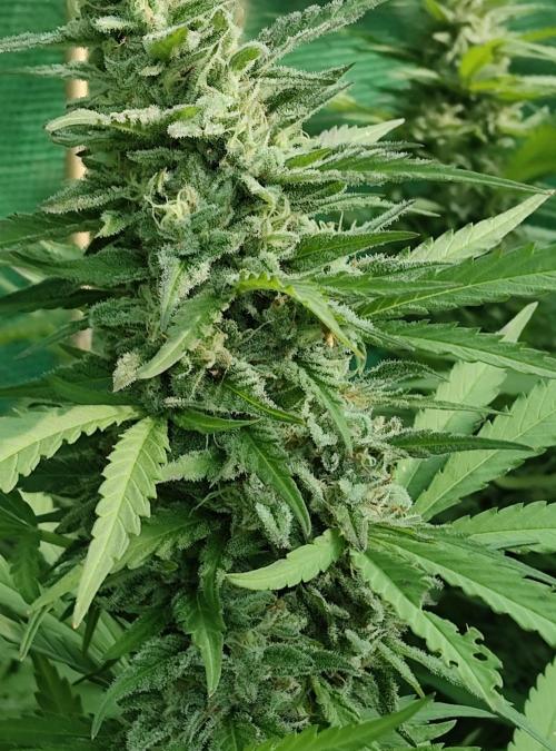 Delicious seeds ER/SP/BB/G. Week 24 - Eleven Roses 
13 octobre 