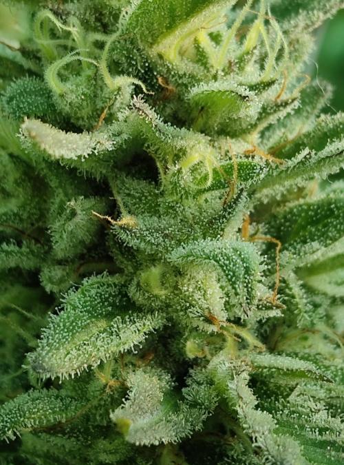 Delicious seeds ER/SP/BB/G. Week 24 - Eleven Roses 
13 octobre 