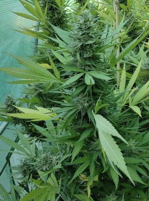 Delicious seeds ER/SP/BB/G. Week 24 - Eleven Roses 
13 octobre 