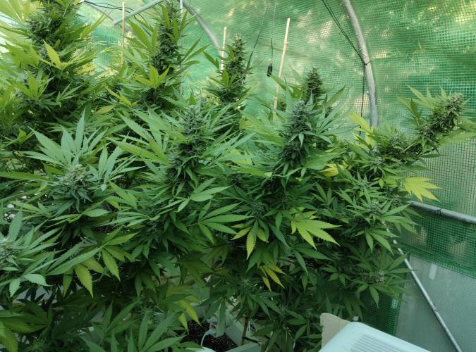 Delicious seeds ER/SP/BB/G. Week 24 - Eleven Roses 
13 octobre 