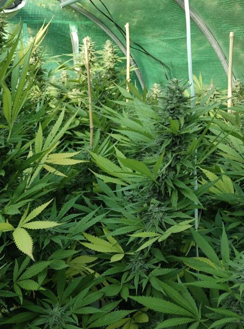 Delicious seeds ER/SP/BB/G. Week 24 - Eleven Roses 
13 octobre 