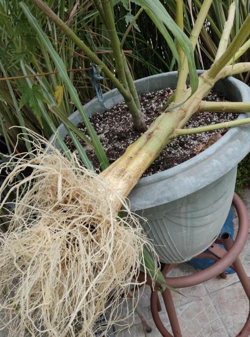 Delicious seeds ER/SP/BB/G. Week 24