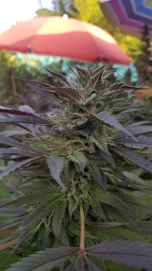 Delicious seeds ER/SP/BB/G. Week 25 - Golosa 
13 octobre 