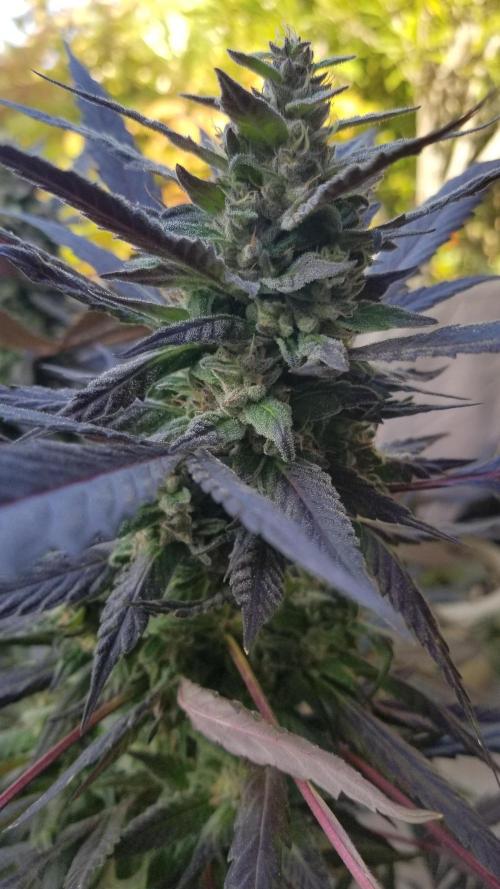 Delicious seeds ER/SP/BB/G. Week 25 - Golosa 
13 octobre 