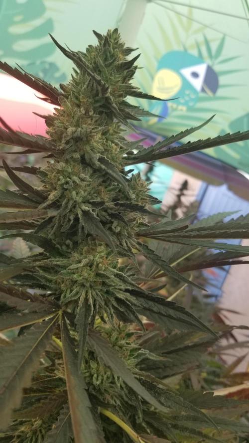 Delicious seeds ER/SP/BB/G. Week 25 - Sunday Punch 
13 octobre 