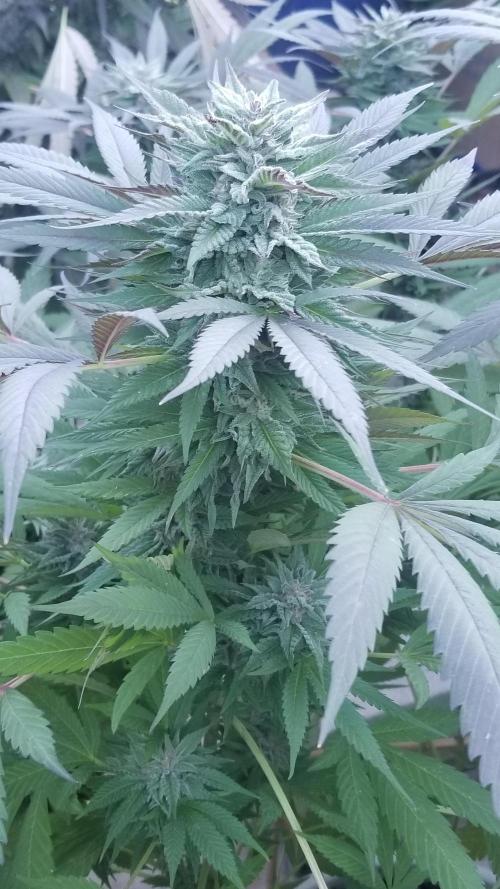 Delicious seeds ER/SP/BB/G. Week 25