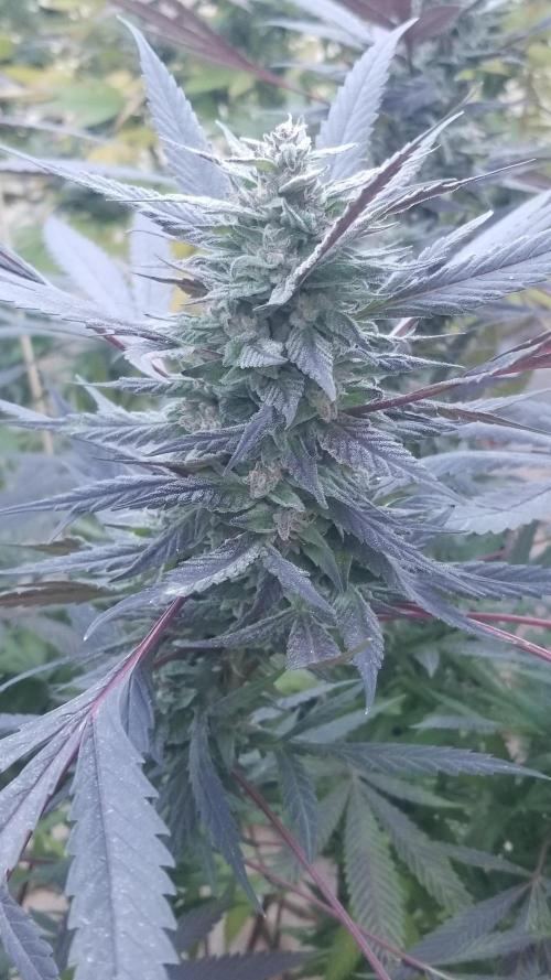 Delicious seeds ER/SP/BB/G. Week 25 - Golosa 
11 octobre 