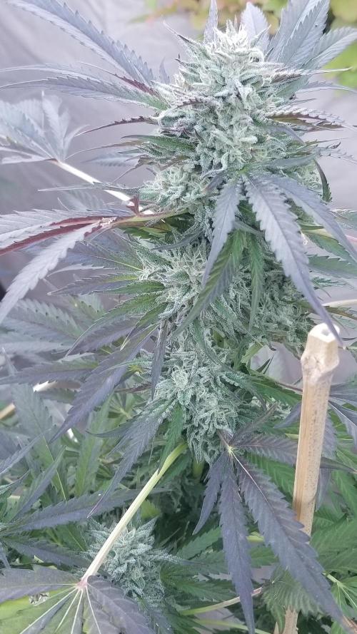 Delicious seeds ER/SP/BB/G. Week 25 - Golosa 
11 octobre 