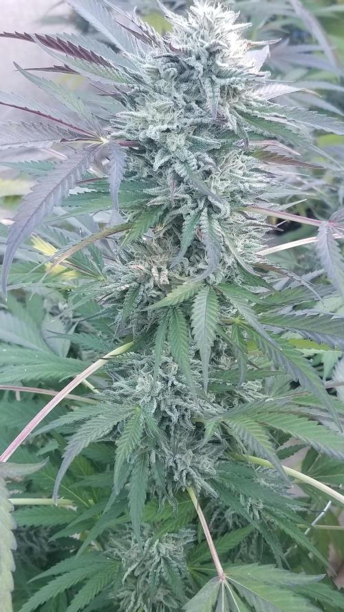 Delicious seeds ER/SP/BB/G. Week 25 - Bay Burger 
11 octobre 