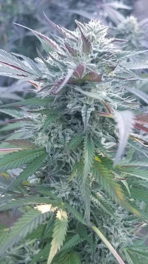 Delicious seeds ER/SP/BB/G. Week 25 - Bay Burger 
11 octobre 