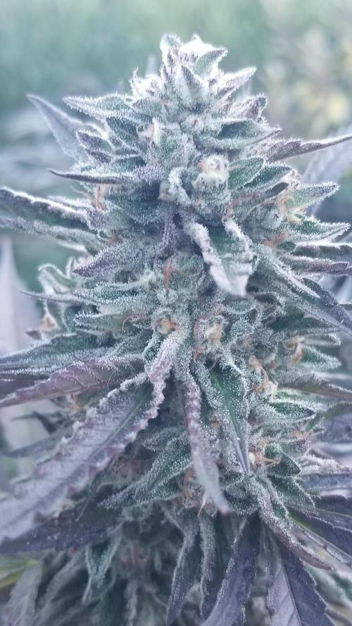 Delicious seeds ER/SP/BB/G. Week 25 - Sunday Punch 
11 octobre 