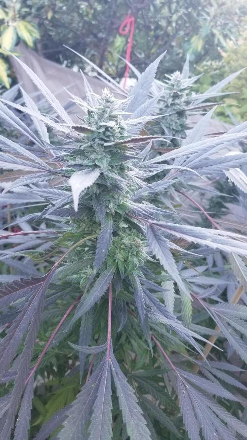 Delicious seeds ER/SP/BB/G. Week 25 - Golosa 
11 octobre 