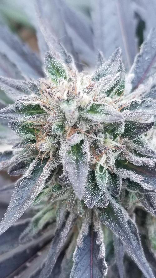 Delicious seeds ER/SP/BB/G. Week 25 - Sunday Punch 
11 octobre 