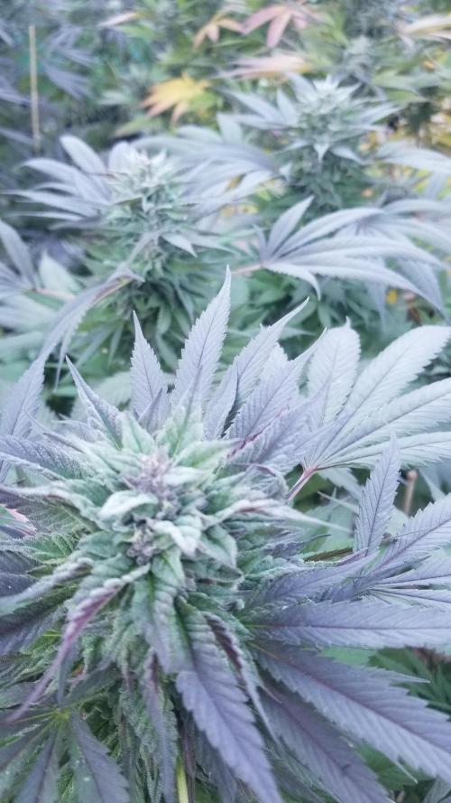 Delicious seeds ER/SP/BB/G. Week 25 - Golosa 
11 octobre 