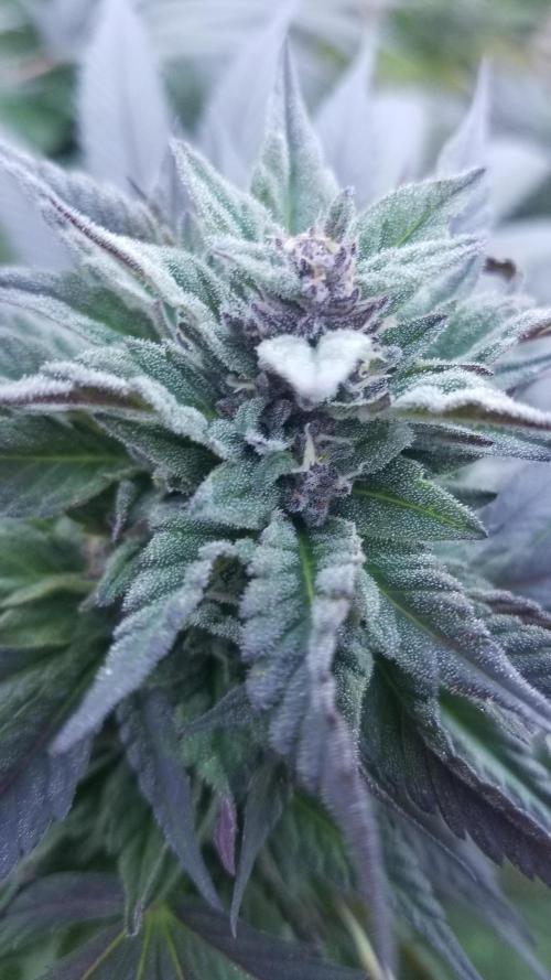 Delicious seeds ER/SP/BB/G. Week 25 - Golosa 
11 octobre 