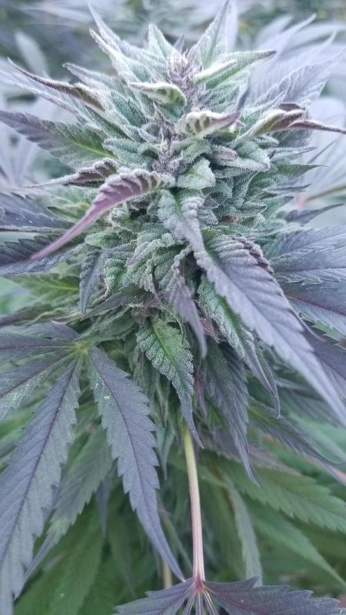 Delicious seeds ER/SP/BB/G. Week 25 - Golosa 
11 octobre 