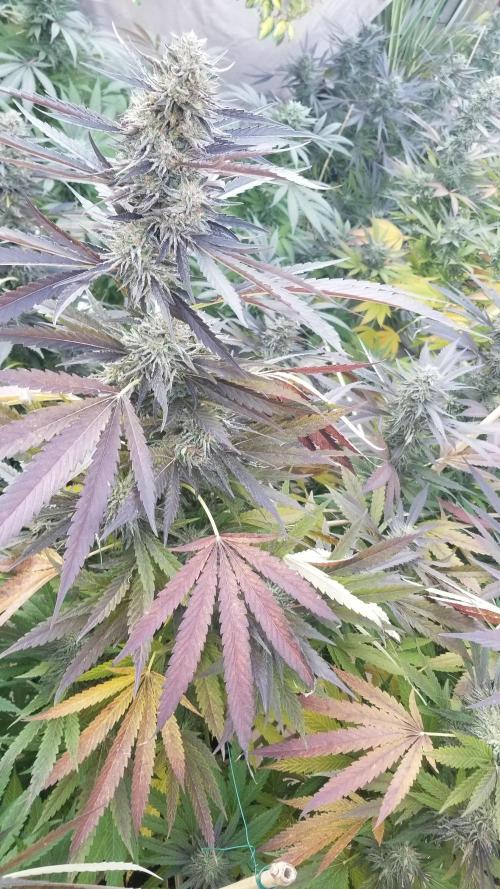 Delicious seeds ER/SP/BB/G. Week 25 - Sunday Punch 
11 octobre 