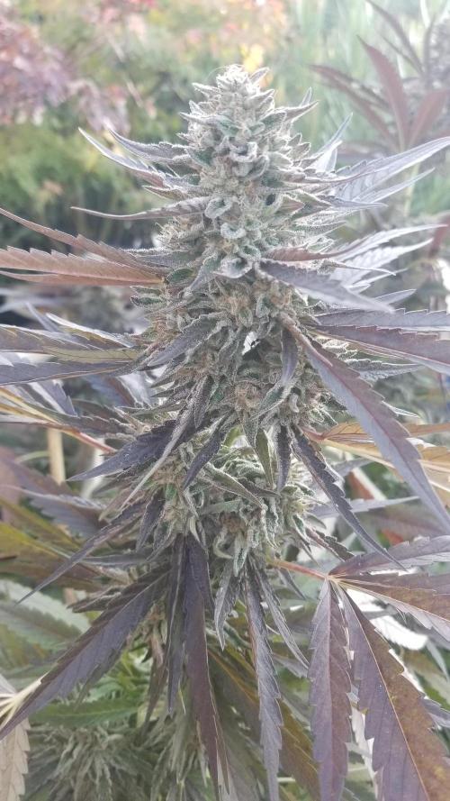 Delicious seeds ER/SP/BB/G. Week 25 - Sunday Punch 
11 octobre 