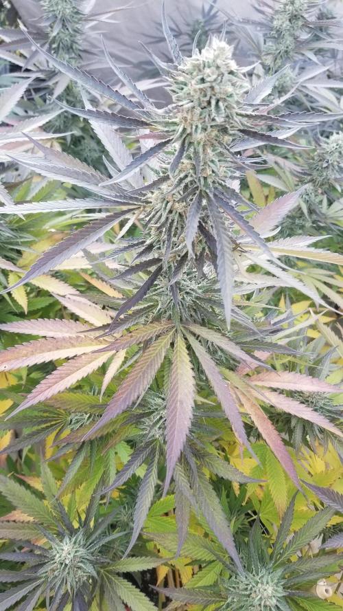 Delicious seeds ER/SP/BB/G. Week 25 - Sunday Punch 
11 octobre 