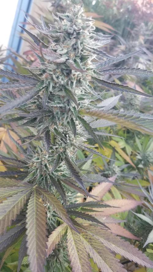 Delicious seeds ER/SP/BB/G. Week 25 - Sunday Punch 
11 octobre 