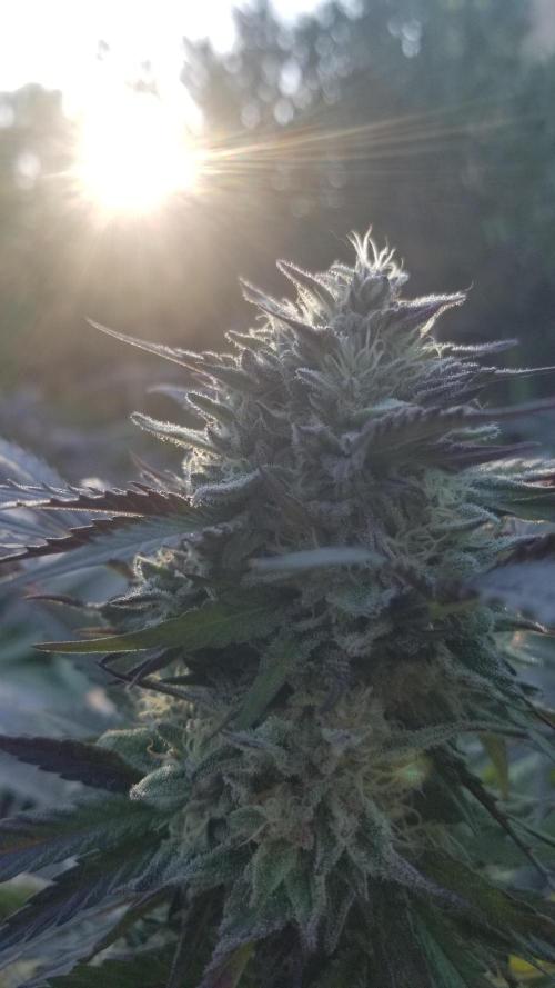 Delicious seeds ER/SP/BB/G. Week 25 - Bay Burger 
11 octobre 