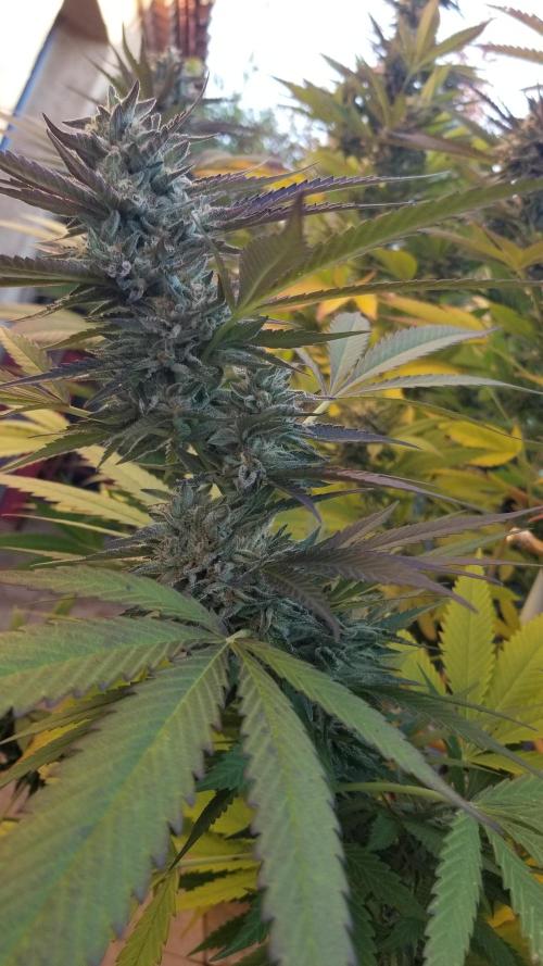 Delicious seeds ER/SP/BB/G. Week 25 - Sunday Punch 
10 octobre 