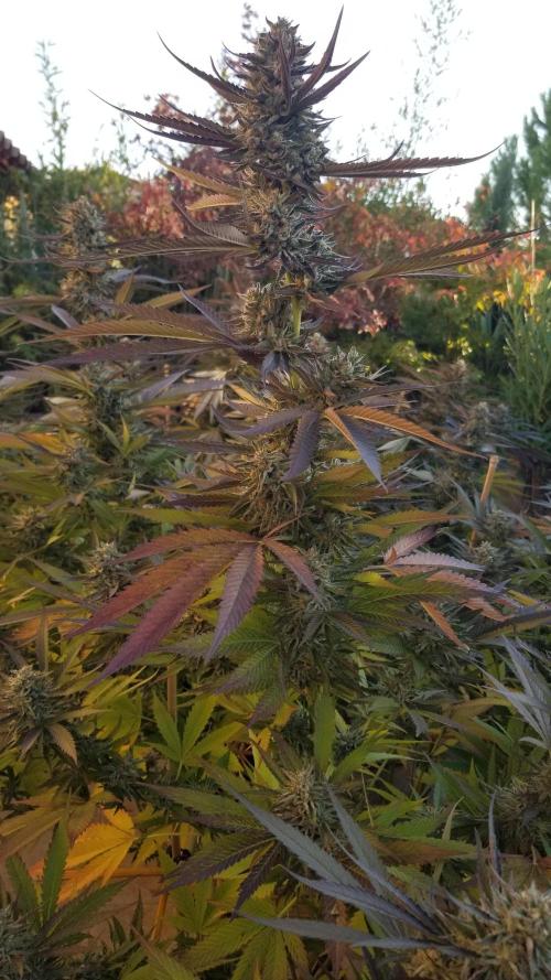 Delicious seeds ER/SP/BB/G. Week 25 - Sunday Punch 
10 octobre 