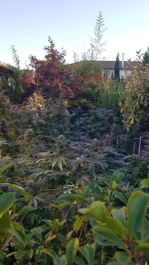 Delicious seeds ER/SP/BB/G. Week 25 - 🌞