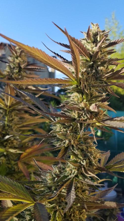 Delicious seeds ER/SP/BB/G. Week 25 - Sunday Punch 
10 octobre 