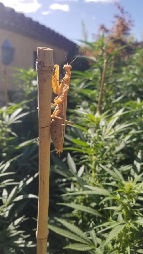 Delicious seeds ER/SP/BB/G. Week 25 - 🦗