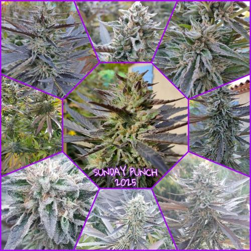 Delicious seeds ER/SP/BB/G. Week 26 - Sunday Punch 