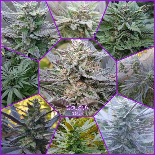 Delicious seeds ER/SP/BB/G. Week 26 - Golosa 