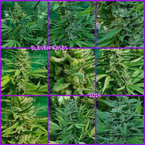 Delicious seeds ER/SP/BB/G. Week 26 - Eleven Roses 