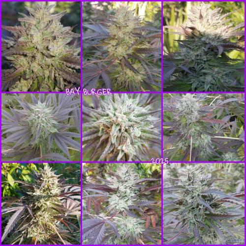 Delicious seeds ER/SP/BB/G. Week 26 - Bay Burger 