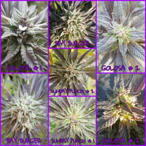 Delicious seeds ER/SP/BB/G. Week 26 - Mix