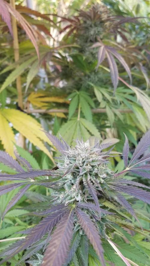 Delicious seeds ER/SP/BB/G. Week 26 - Bay Burger 
18 octobre 
Jour de coupe 