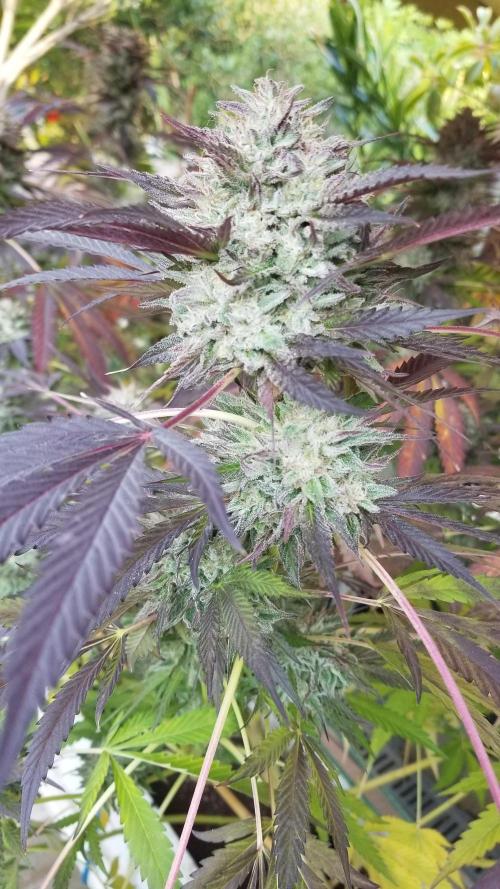 Delicious seeds ER/SP/BB/G. Week 26 - Bay Burger 
18 octobre 
Jour de coupe