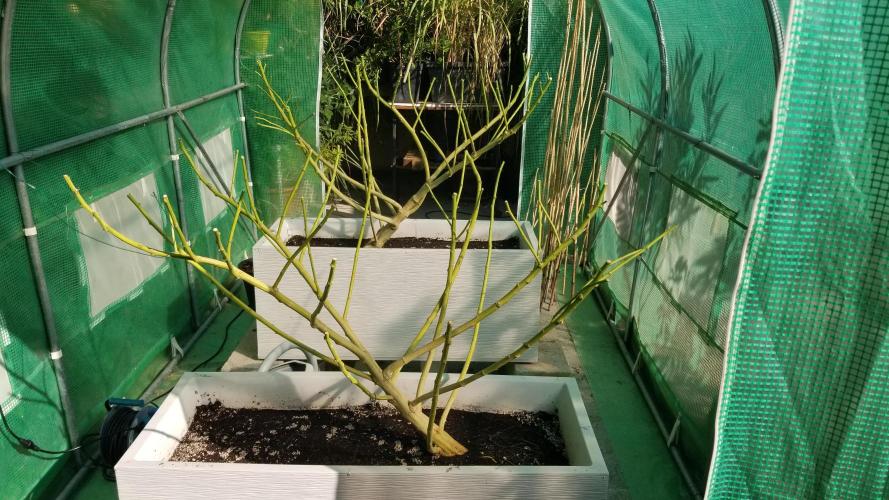 Delicious seeds ER/SP/BB/G. Week 26 - Eleven Roses 