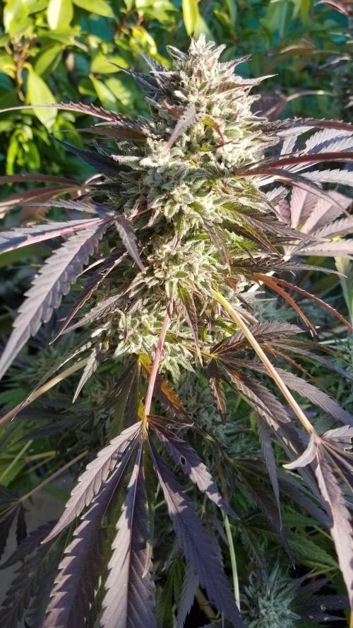 Delicious seeds ER/SP/BB/G. Week 26 - Bay Burger 
17 octobre 